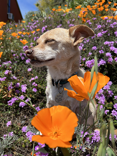 Dewey