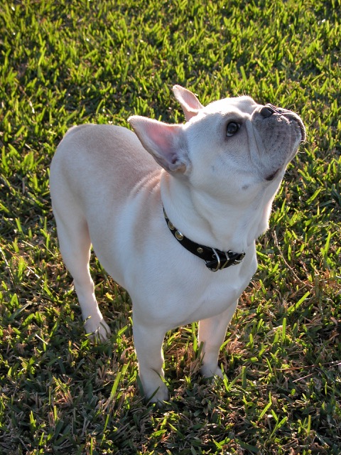 Fonzi