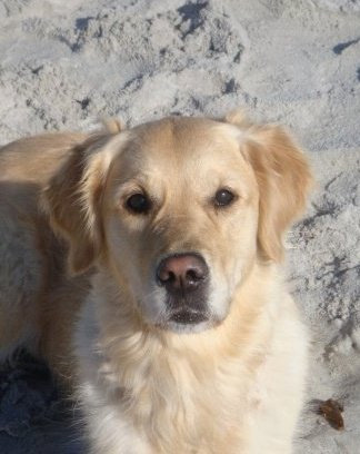 Maizie
